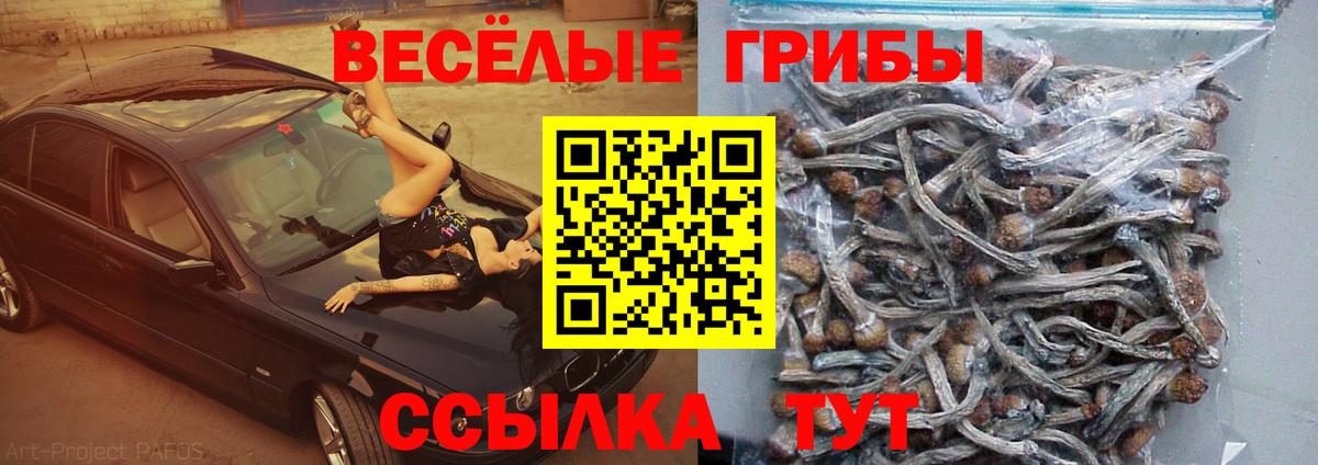 Псилоцибиновые грибы Cubensis Сафоново